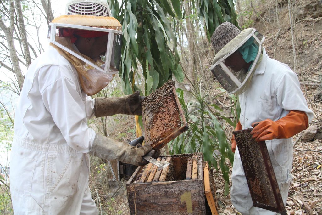 DVIDS - News - Beekeeping at Trinidad Lake and Dam