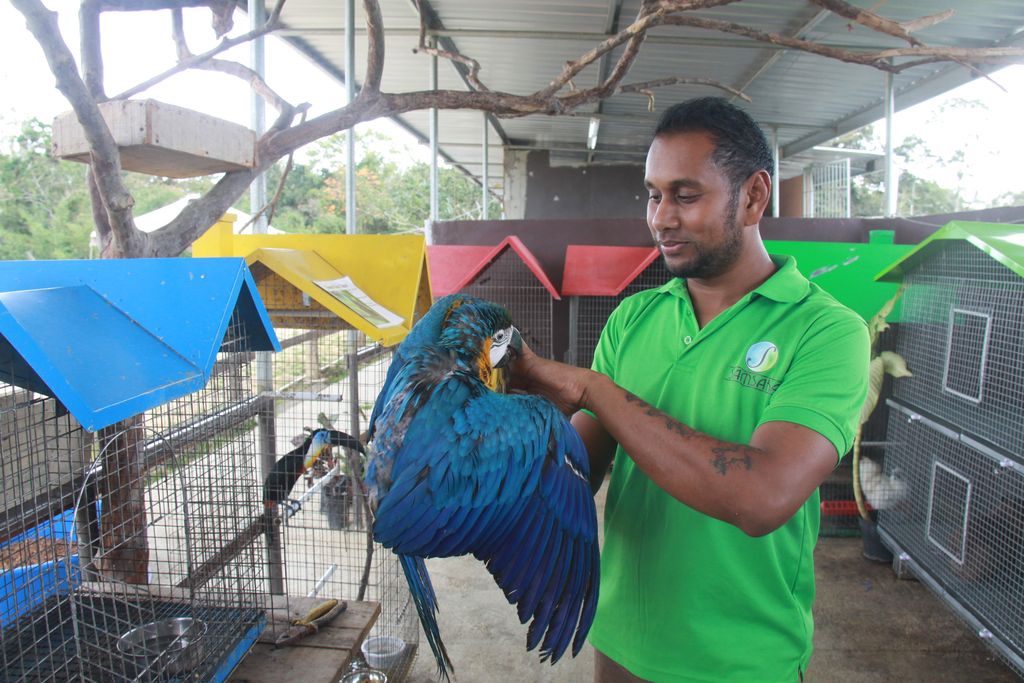 Breeding macaws for the wild - Trinidad Guardian