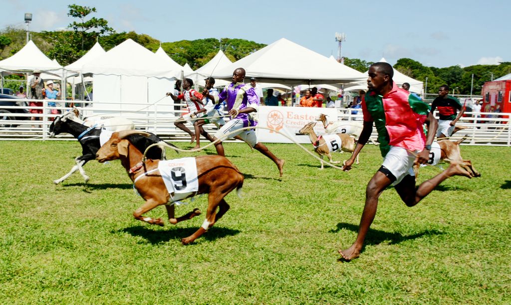 Easter Goat Race On Tobago Prepares For More Visitors Trinidad Guardian