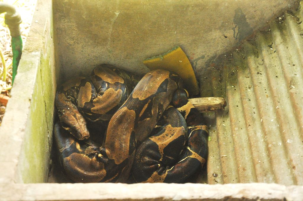 Big Snake Mistaken For Stuffed Toy In Wash Tub Trinidad