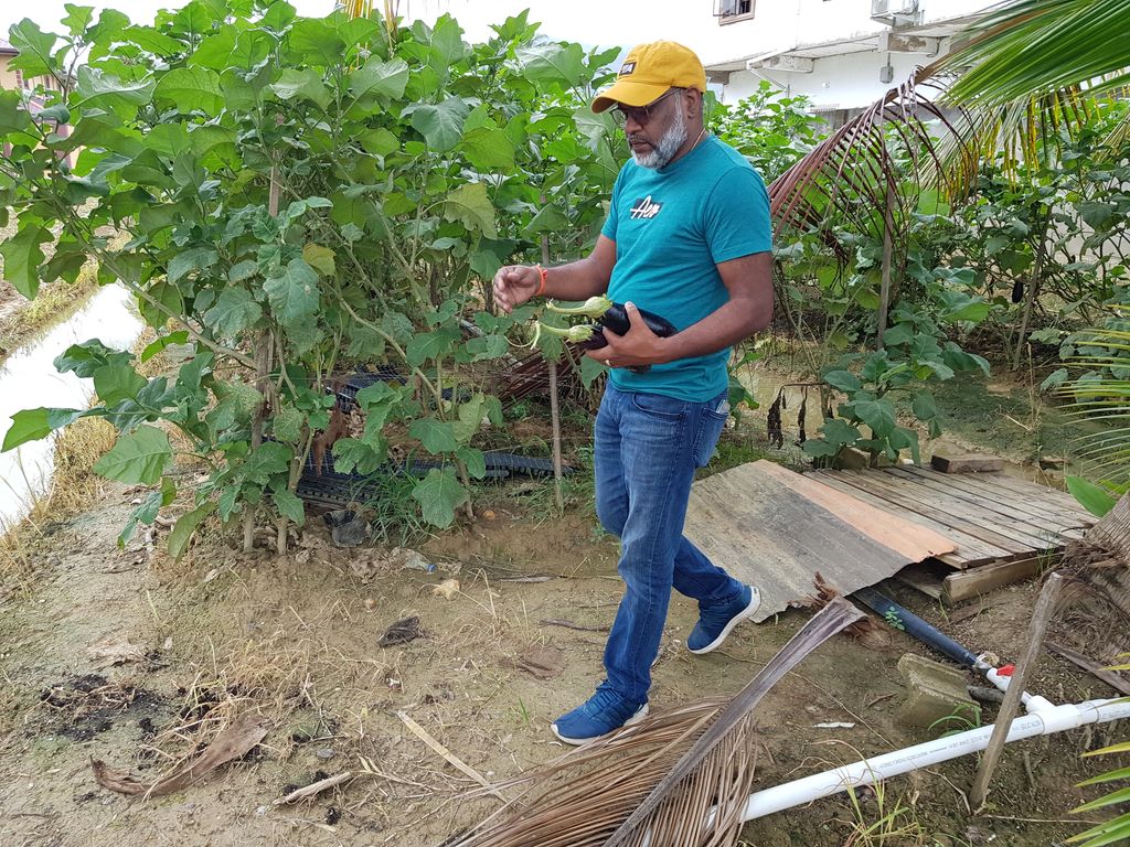 vegetable-prices-skyrocketing-trinidad-guardian