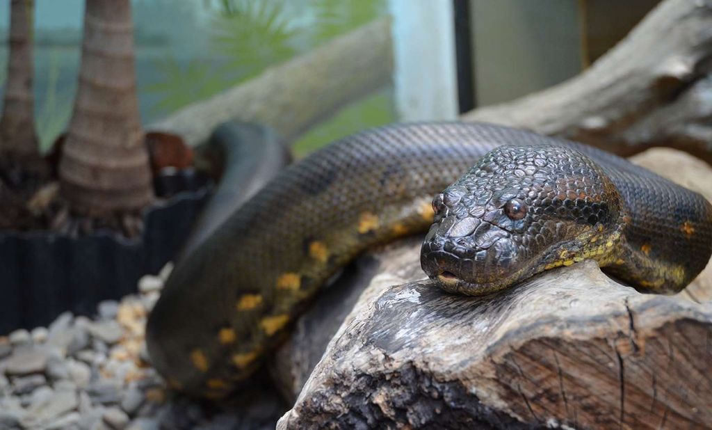 Man who ate anaconda under probe - Trinidad Guardian