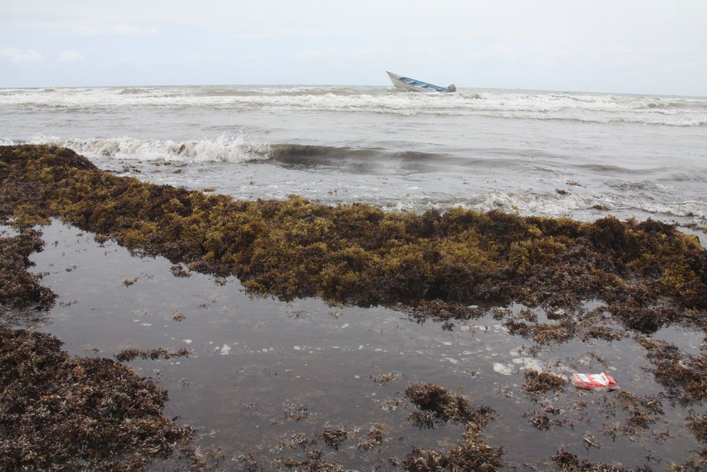 Fishermen grounded by sea of seaweed - Trinidad Guardian