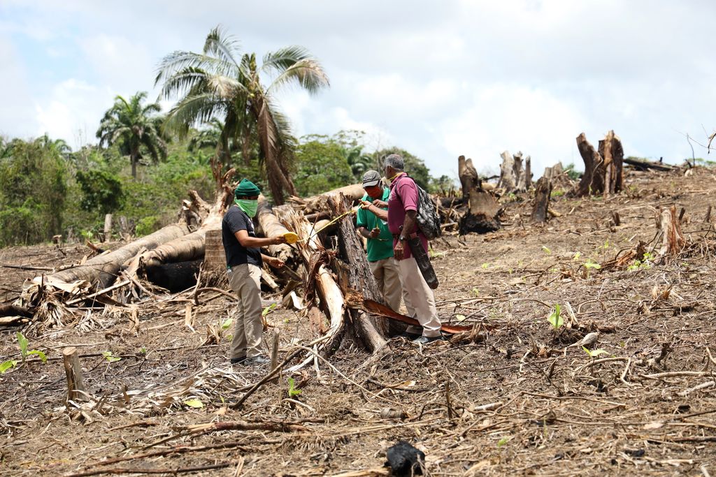 T&T’s deforestation at crisis levels - Trinidad Guardian