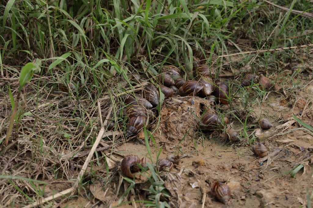 File: A heap of dead Giant African Snails at Cunjal Foodcrop Project, Cumoto South Trace, Barrackpore, in 2021.