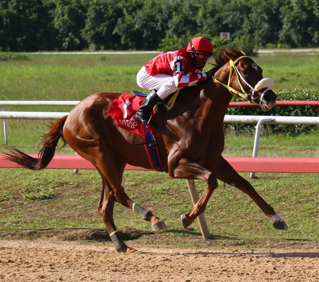 45 horses for Independence Day - Trinidad Guardian