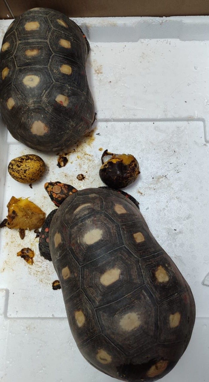 Three held with protected animals - Trinidad Guardian